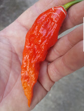 Load image into Gallery viewer, Any 10x of our Superhot Chilli Seed Grow Kit&#39;s! Mix And Match!!
