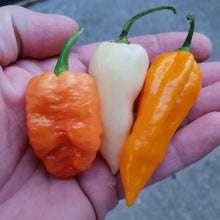 Load image into Gallery viewer, Any 10x of our Superhot Chilli Seed Grow Kit&#39;s! Mix And Match!!
