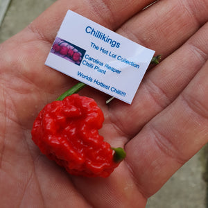 Any 3x of our Superhot Chilli Seed Grow Kit's! Mix And Match!!