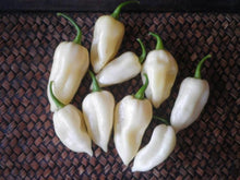 Load image into Gallery viewer, White Ghost Naga, Superhot Chilli Grow Kit! 6, Seeds!
